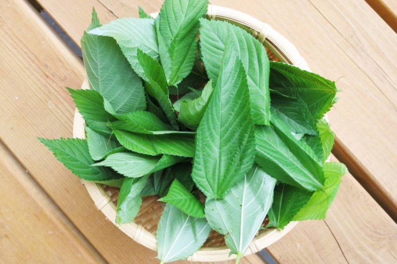 Indiai enyhe ízű molokhia - egyiptomi spenót, Corchorus olitorius, saláta